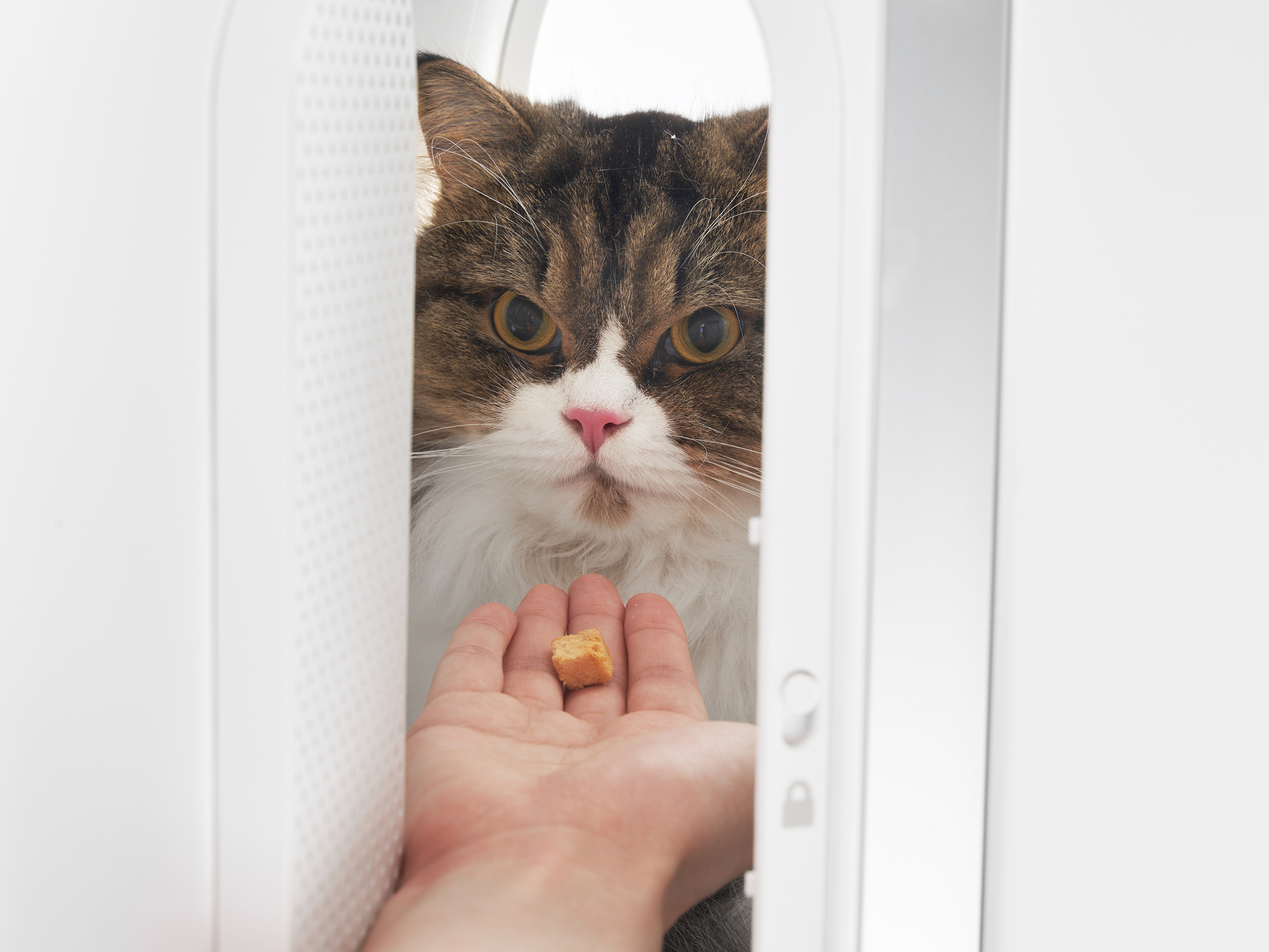 pidan Wheeled Pet Carrier-Ventilation Type